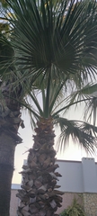 Washingtonia robusta