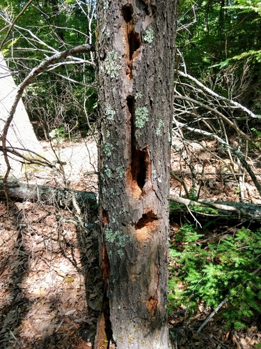 Pileated Woodpecker photographed in Connecticut