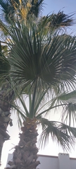 Washingtonia robusta