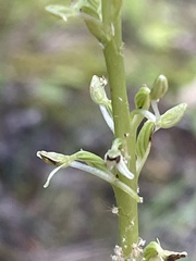 Platanthera elongata