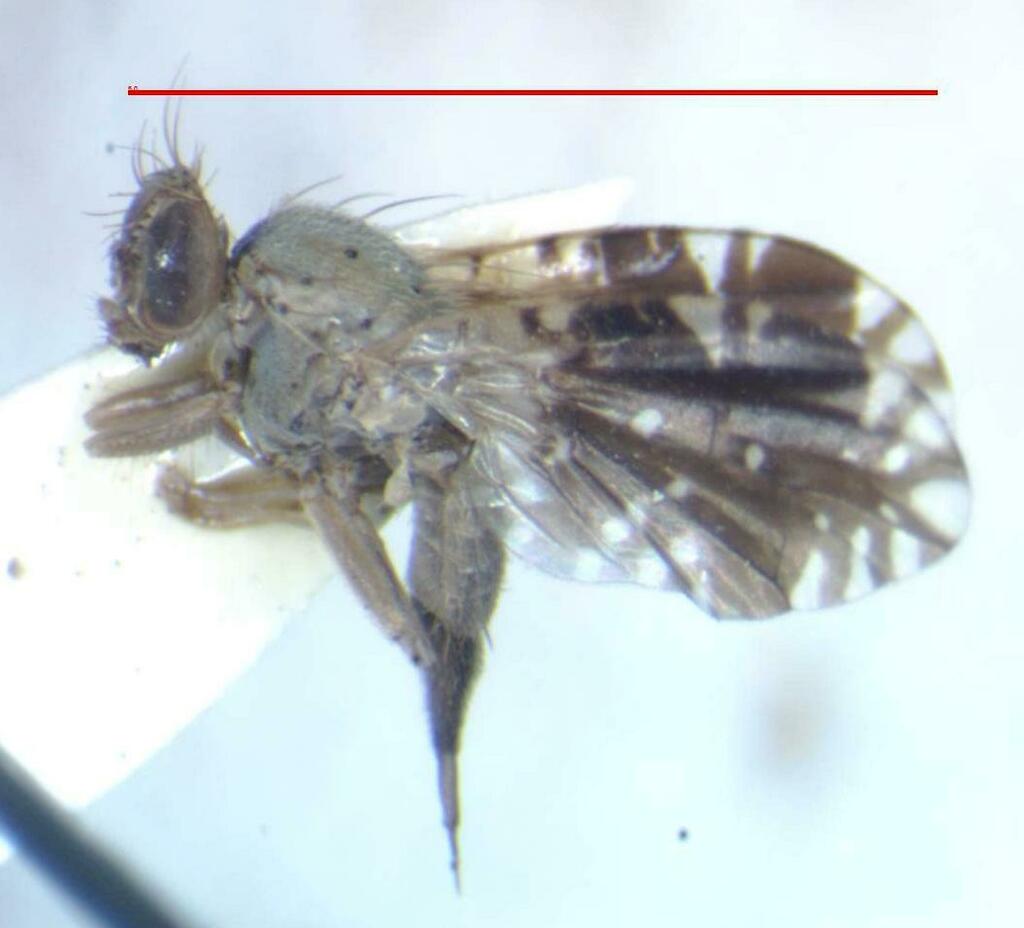 Tetreuaresta timida