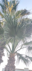 Washingtonia robusta