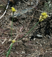 Eriogonum nudum westonii