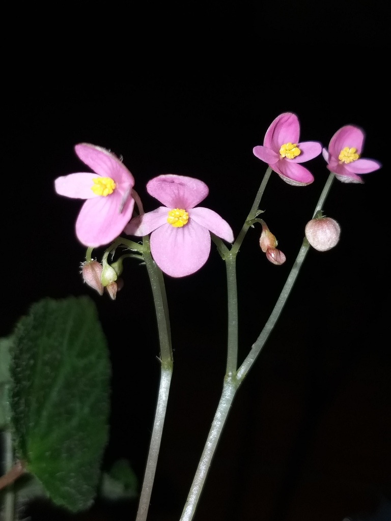 Begonia bhutanensis