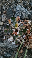 Eriogonum nudum westonii