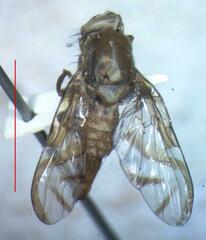 Anastrepha distincta