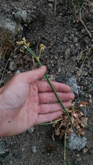 Eriogonum nudum westonii