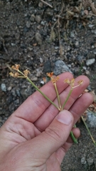 Eriogonum nudum westonii