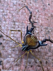 Sadocus asperatus