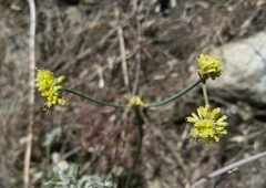 Eriogonum nudum westonii