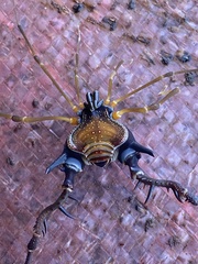 Sadocus asperatus