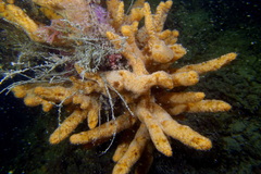 Ulosa digitata