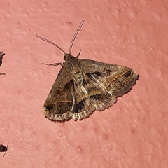 Acantholipes trimeni