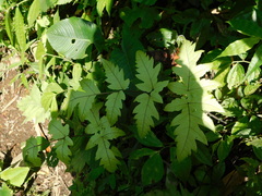 Tectaria melanocaulos