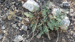 Lomatium rigidum