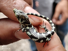 Abronia taeniata