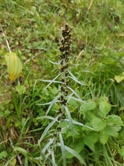 Omalotheca norvegica