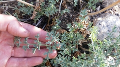 Lomatium rigidum