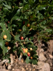 Xanthoteras eburneum