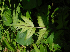 Tectaria melanocaulos