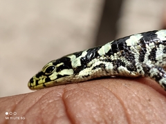 Abronia taeniata