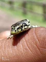 Abronia taeniata