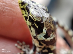 Abronia taeniata