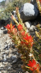 Castilleja applegatei pinetorum