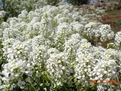 Peltaria angustifolia