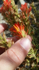 Castilleja applegatei pinetorum