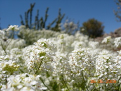 Peltaria angustifolia