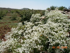 Peltaria angustifolia