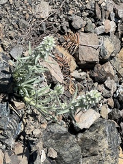Oreocarya thompsonii