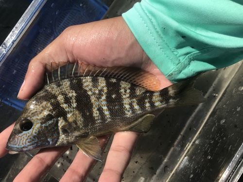 Pigfish (Orthopristis chrysoptera) — Haemulidae — 5