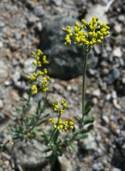 Eriogonum microtheca ambiguum