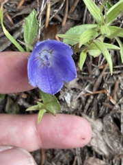 Campanula lasiocarpa