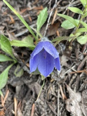 Campanula lasiocarpa