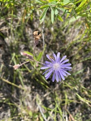 Lactuca pulchella