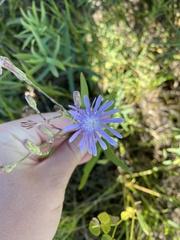 Lactuca pulchella