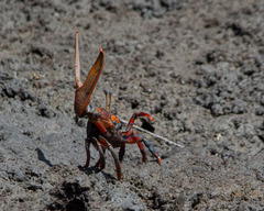 Uca maracoani