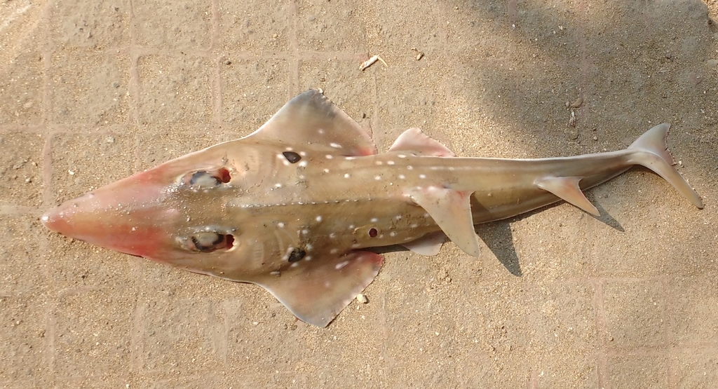 Smoothnose wedgefish (Rhynchobatus laevis) — Rhinidae