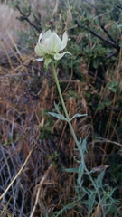 Monardella linoides sierrae