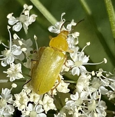 Cteniopus sulphureus