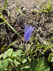 Campanula lasiocarpa