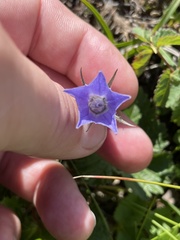 Campanula lasiocarpa