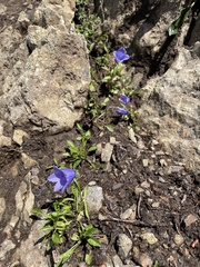 Campanula lasiocarpa