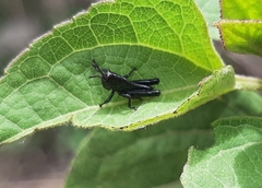 Acrididae