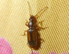 Polistichus connexus