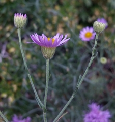 Erigeron breweri covillei