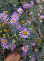 Erigeron breweri covillei